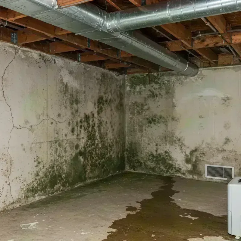 Professional Mold Removal in Cass County, IL